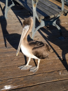 sir pelican